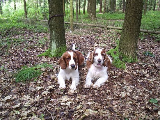 Arwen s Girou čekají při výcviku v lese