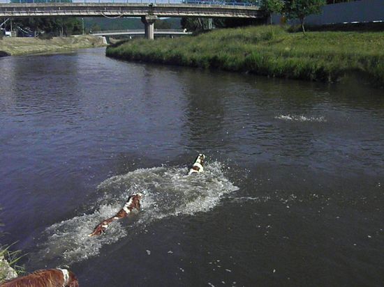 Ellen skáče do řeky Jihlavy pro dumík.
