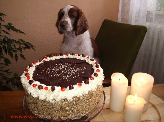 Gira hlídá Zdeňkův narozeninový dort