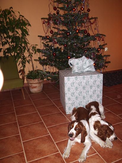 Hermiona a Ellen s dárkem pod stromečkem