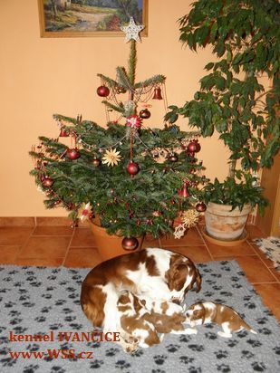 Pod vánočním stromečkem
