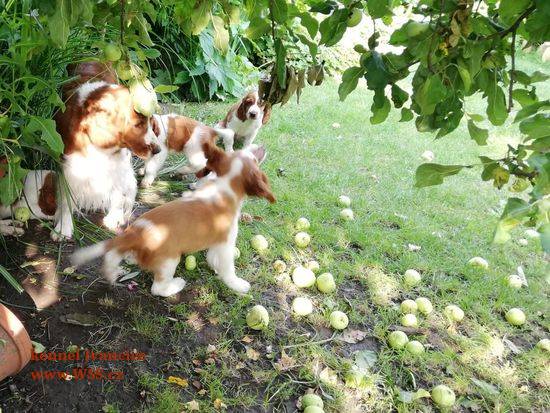 Na zahradě pod jabloní