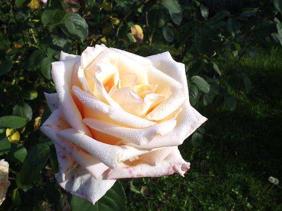 Růže Helenka