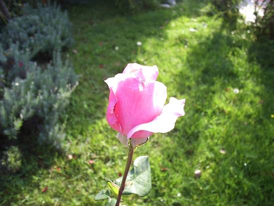 Růže Queen Elisabeth