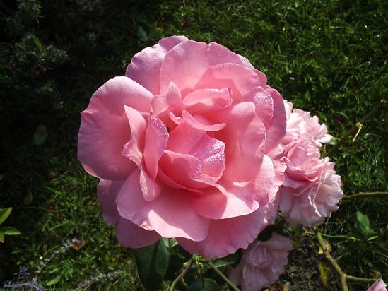 Růže Queen Elisabeth