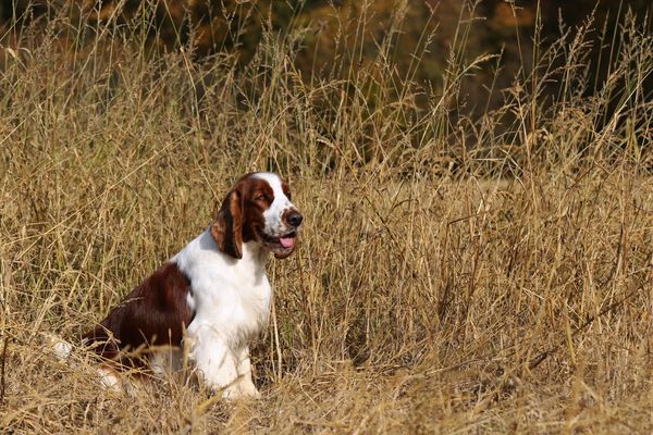 Churnwood King Of The Castle Fyn