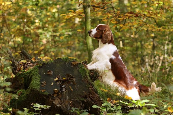 Churnwood King Of The Castle Fyn